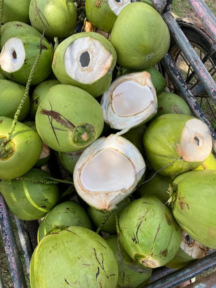 Coconut