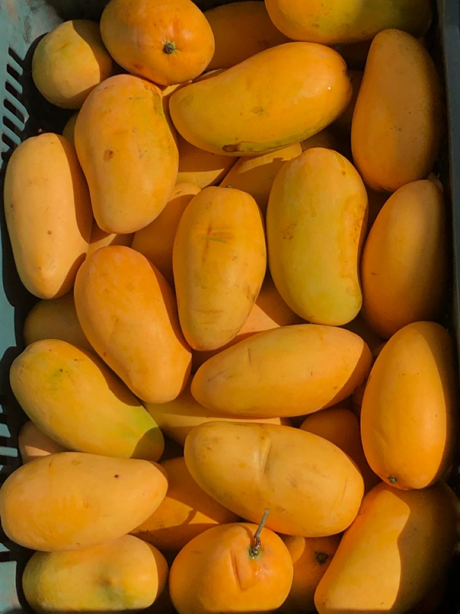 Mango