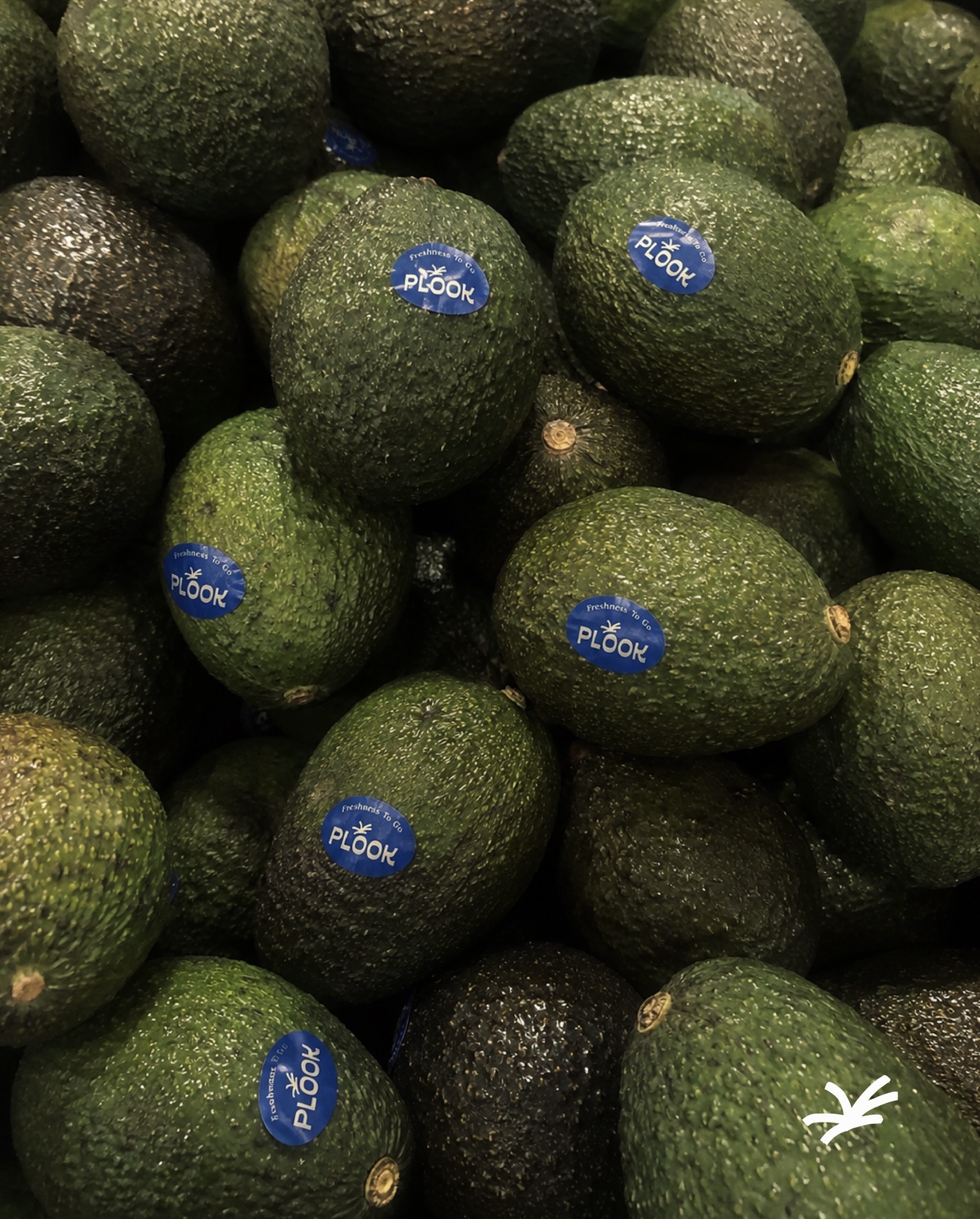 Fresh avocados