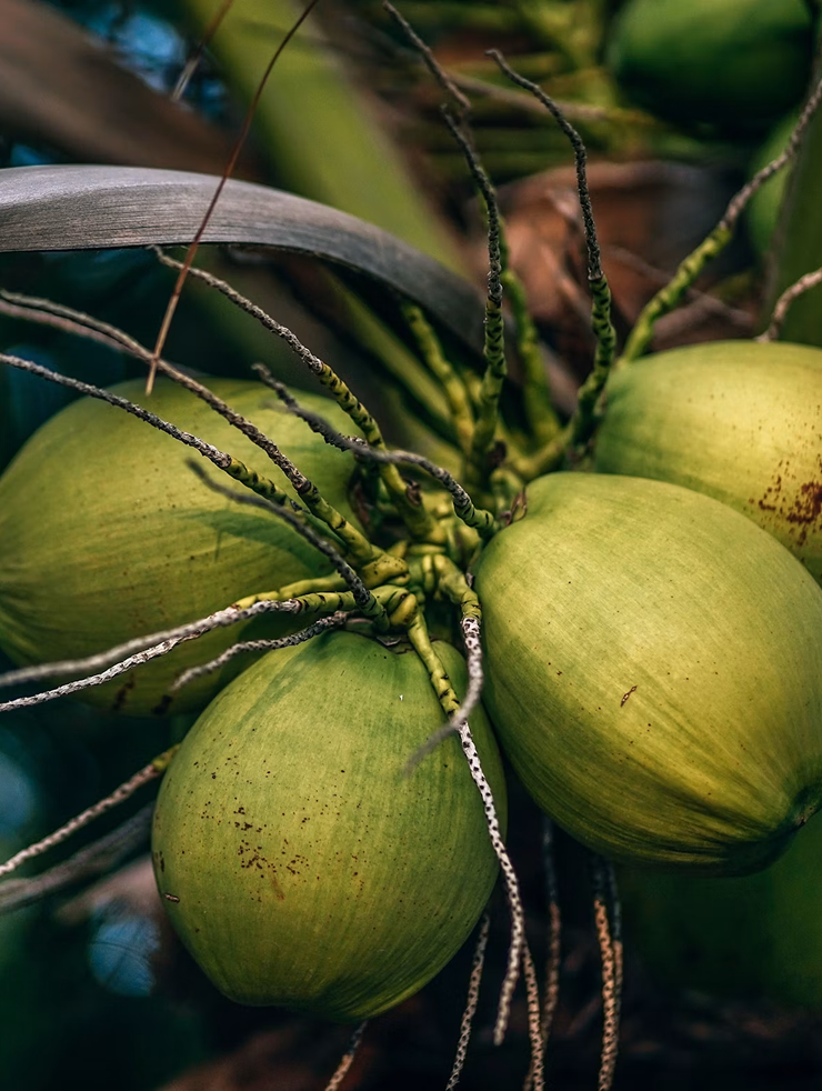 Coconut
