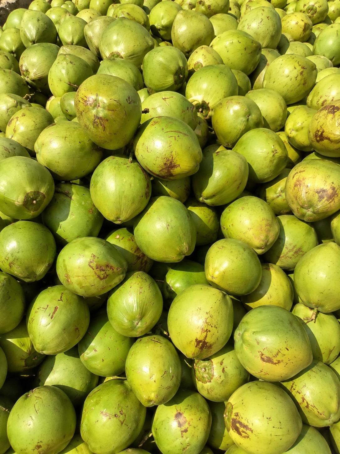 Fresh young coconuts
