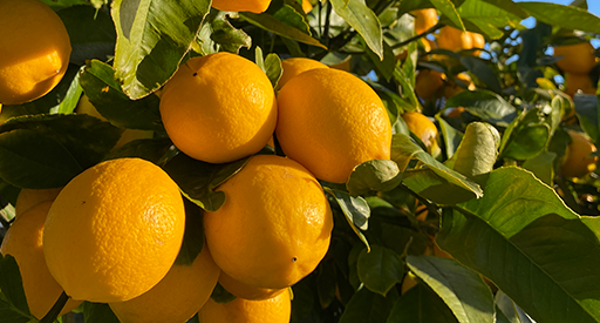 Fresh lemons