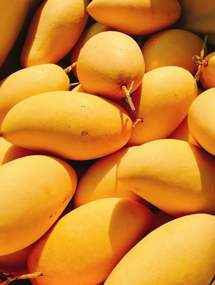 Mango