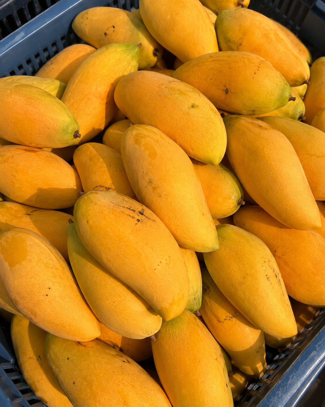 Nam Dok Mai mangoes