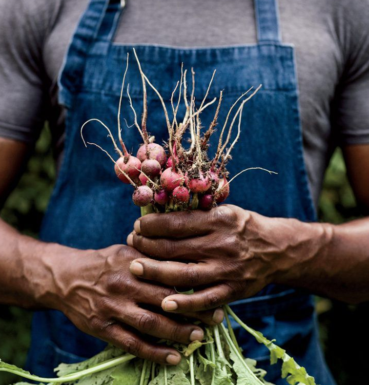 Farmer holding freshly harvested radishes