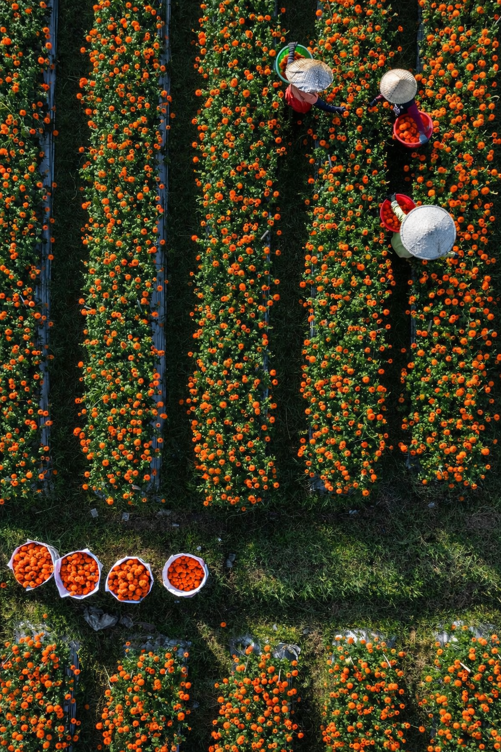 Aerial view of Thai farmers harvesting marigolds